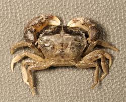 Image result for Hyparrhenia rudis