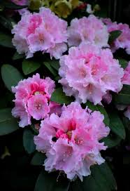 R Doc Photo By Jan R Fuller Fiori Fiori Colorati Colori