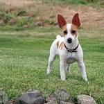 Dogs for Adoption Near Ashburn, VA | Petfinder