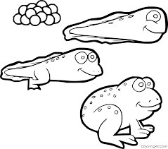 Do not include these words. Life Circle Of Toad Coloring Page Coloringall