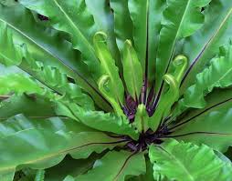 The common asplenium nidus fern we see at most nurseries resembles banana leaves, and it grows on palm trees in its natural environment. Birds Nest Fern Care Osera