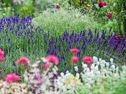 Wann genau der lavendel blüht, entscheidet sich immer erst im frühjahr und hängt sehr stark vom klima ab. So Geht S Lavendel Richtig Schneiden