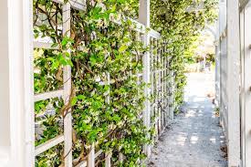 Wires, or a trellis attached to the wall to provide support for your climbing plants. The 7 Best Climbing Plants For Shade Horticulture Co Uk