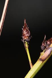 Image result for Rhynchospora eximia