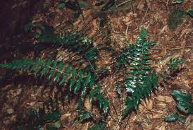 Image result for Asplenium gemmascens