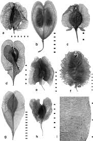 Image result for Polygalaceae