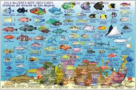 Isla Mujeres Fish Card Frankos Fabulous Maps Of Favorite