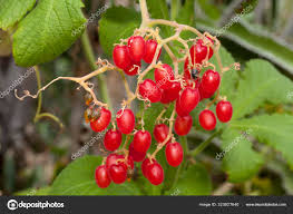 Image result for Cyphostemma lanigerum