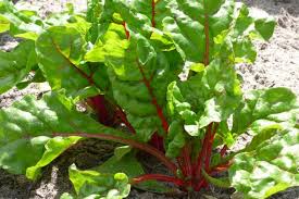 Check spelling or type a new query. Swiss Chard Planting Growing And Harvesting Swiss Chard The Old Farmer S Almanac