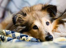 This form is incurable but typically manageable with common anticonvulsants. Dog Seizures Causes Symptoms More Petmd