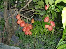 Image result for Citropsis