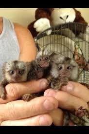 The exotic animals were bought for a variety of reasons, such as for. 21 Best Pet Monkey For Sale Ideas Pet Monkey Pet Monkey For Sale Marmoset Monkey