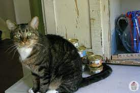 As you may know, our cat kali is a big part of our family. Sheba Cat Food Review Hoosier Homemade