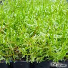 Image result for Vossia cuspidata