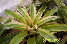 Image result for Aechmea mexicana