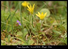 Image result for Gnidia chrysantha