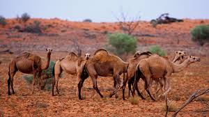 The bird dominates the buffalo. Australia S Wild Camel Dilemma To Cull Or Cultivate Nikkei Asia