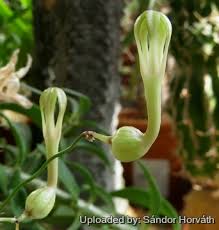 Image result for Ceropegia incana