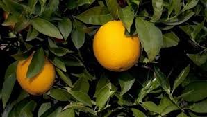 $0 (orl > 23710 69th st myakka city) pic hide this posting restore restore this posting. Fruit Trees South Africa Types Of Fruit Trees Planted Roots