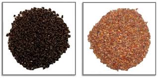 Image result for Halopyrum mucronatum