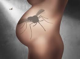 Call for a bed bug extermination feed on blood normally at night and hide during the day. The World S Deadliest Bugs Vulcan Termite Pest Control