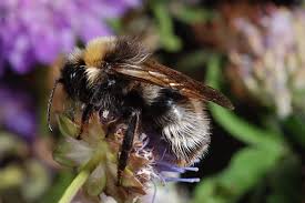 Image result for Bombus norvegicus