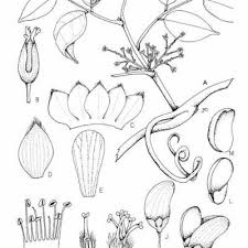 Image result for Rourea thomsonii