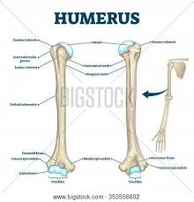 Some bones in the fingers are classified as long bones, even though they are short in length. Humerus Bone Labeled Vector Photo Free Trial Bigstock