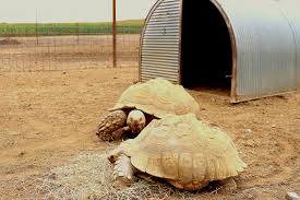 Image result for Grewia sulcata