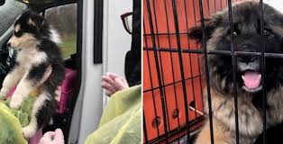 We did not find results for: Over 50 Dogs And Puppies Will Need Adoption After Arriving At Ontario Spca Curated