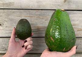 We did not find results for: These Giant Avocados Weigh Over A Kilogram