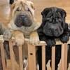 When you're ready to begin brushing their coat, you want your dog to be in a secure area that will be easy to clean. Https Encrypted Tbn0 Gstatic Com Images Q Tbn And9gcq2zv256e0ur4w 1 Mvcc4do M Nj0ojfp5rkl61qab Vivqese Usqp Cau