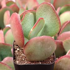 Image result for Crassula rhodesica