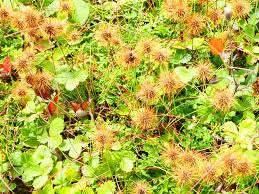 Image result for Sarcophyte piriei