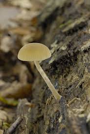 Image result for Simocybe centunculus