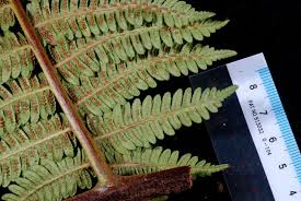 Image result for Cyatheaceae