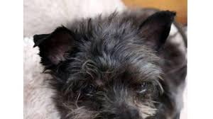 Was ist ein gutes futter für meinen hund? Tier Sucht Zuhause Qiez