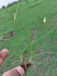 Image result for Abildgaardia ovata