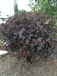 Check spelling or type a new query. Shrubs Botanical A Through P
