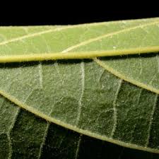 Image result for Celtis mildbraedii