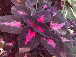Bean time lapse 25 days soil cross section. Pokok Ati Ati Or Coleus Pumilus Plant With Its Striking Dual Pigment Leaves In Ipoh Perak Malaysia