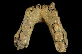 Meaning, pronunciation, synonyms, antonyms, origin, difficulty, usage index and more. Australopithecus Afarensis Lucy S Species Natural History Museum