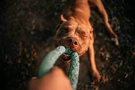 A broken jaw is most often caus. Do Pitbulls Lock Their Jaws When They Bite Ned Hardy