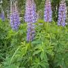 Lupine cultivation is at least 2,000 years old and most likely began in egypt or in the general the lupine plant, like other grain legumes (beans, peas, lentils, etc.) fixes atmospheric nitrogen, and. 1