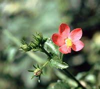 Image result for Hibiscus praeteritus