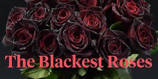 Obscene real teens teases men on the beaches of crimea. Matthias Meilland About Black Roses Thursd