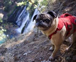 829 Likes 10 Comments Mack The Adventure Pug Human Pugventurephoto On Instagram That Look Macktheadventurepug Gets When He Hears Crinkling Treat Bag