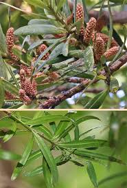 Image result for Podocarpus latifolius