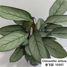 Image result for Ktenante Ctenanthe