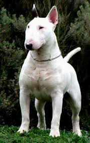 Maybe you would like to learn more about one of these? Bull Terrier Ingles For Sale Online